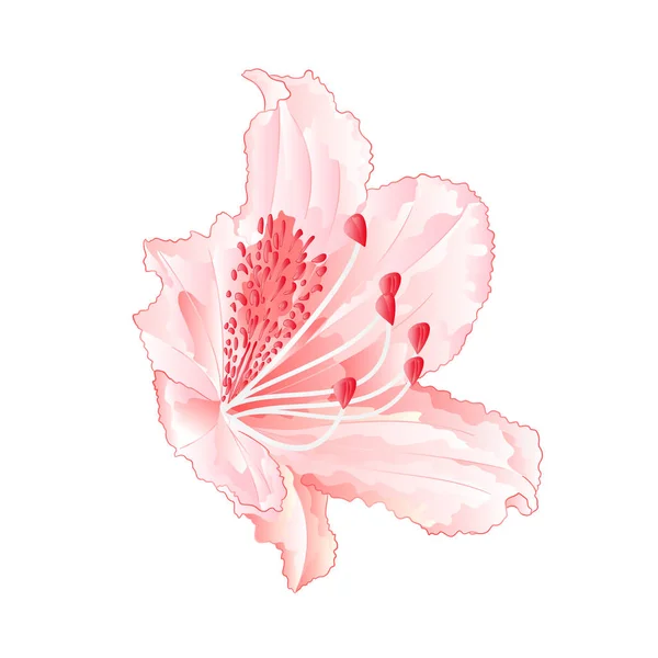 Rhododendron Lumière Rose Fleur Montagne Arbuste Vintage Vecteur Illustration Modifiable — Image vectorielle