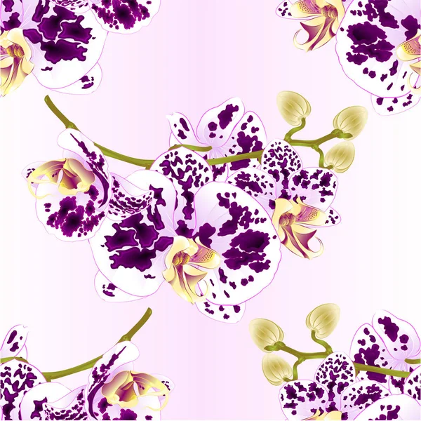 Textura Sem Costura Ramo Orquídeas Flores Manchado Roxo Branco Phalaenopsis — Vetor de Stock