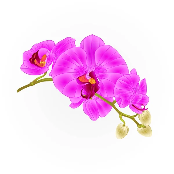 蘭の花紫の花胡蝶蘭熱帯植物ビンテージ ベクトル ボタニカル イラスト 編集可能な手描きデザインの幹します — ストックベクタ