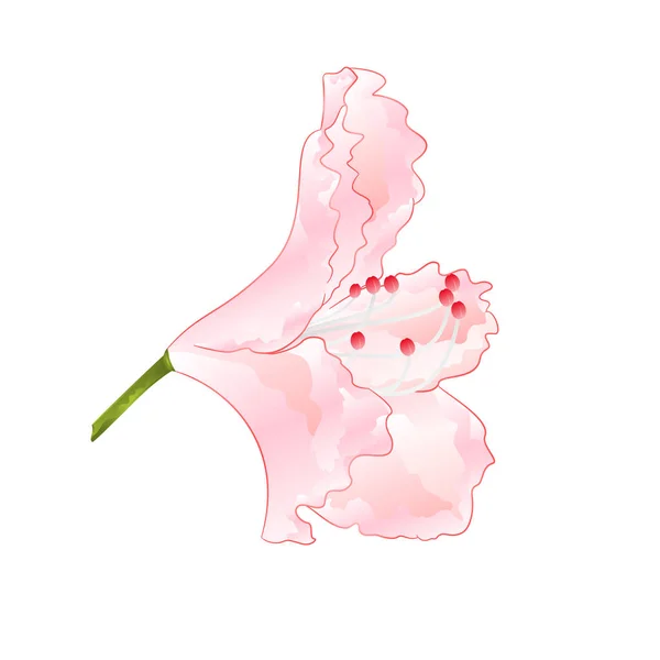 Arbuste Fleur Rhododendron Rose Clair Vintage Vecteur Illustration Dessin Modifiable — Image vectorielle