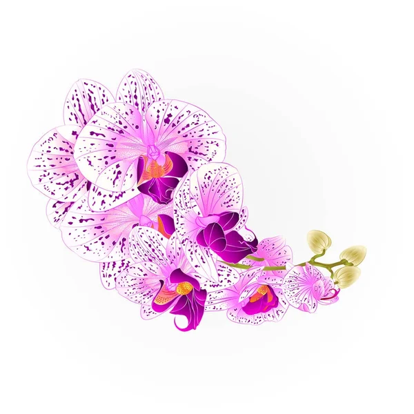 Orchidee Stelo Viola Fiori Bianchi Phalaenopsis Tropicale Pianta Vintage Vettore — Vettoriale Stock