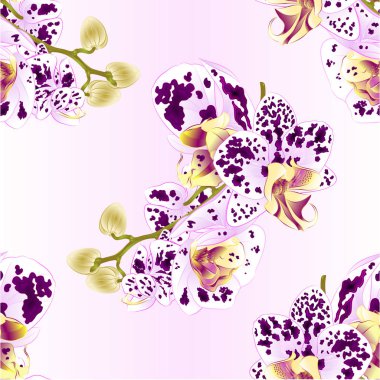 Çiçekler ve güzel orkide Phalaenopsis benekli mor ve beyaz portre vintage vektör düzenlenebilir illüstrasyon el çizmek tomurcukları ile sorunsuz doku kök