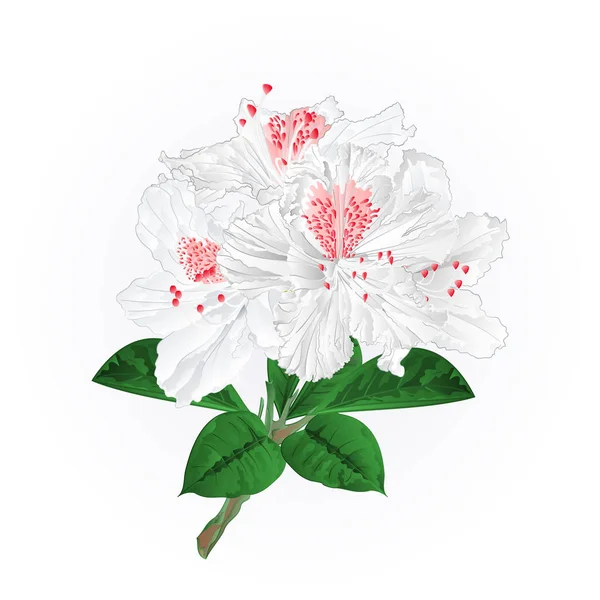 Flores Branco Rododendros Galho Montanha Arbusto Vintage Vetor Ilustração Editável — Vetor de Stock