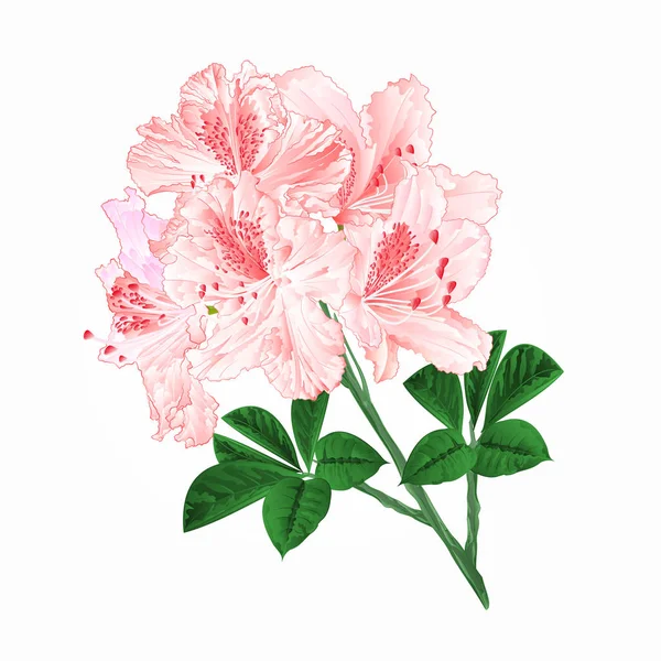 Fleurs Blanc Rhododendrons Brindille Montagne Arbuste Vintage Vecteur Illustration Modifiable — Image vectorielle