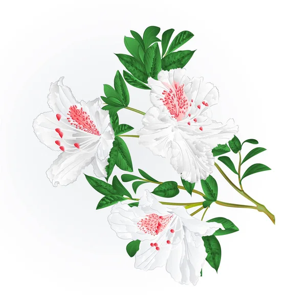 Witte Rhododendron Takje Berg Struik Vintage Vector Illustratie Bewerkbare Hand — Stockvector