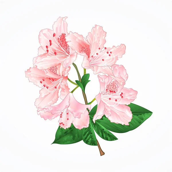 Světle Růžový Rododendron Větvička Horský Keř Vintage Vektorové Ilustrace Upravitelné — Stockový vektor
