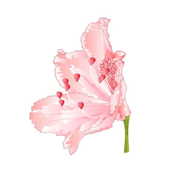 Rododendro Fiore Rosa Chiaro Vintage Vettore Illustrazione Mano Disegno Modificabile — Vettoriale Stock