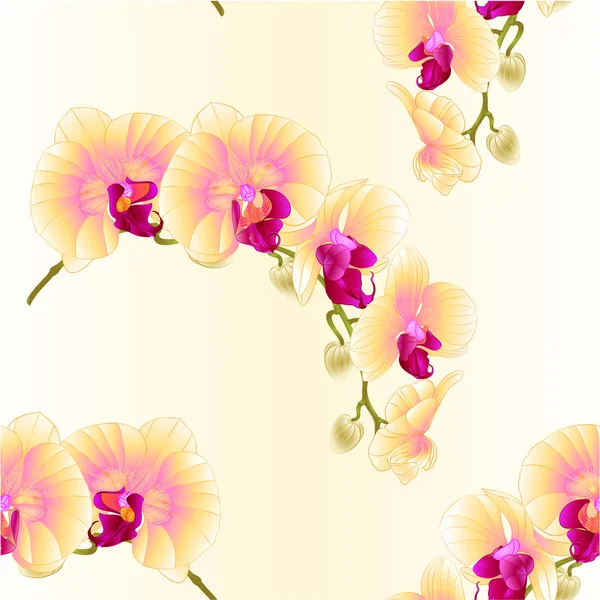 无缝纹理美丽蝴蝶兰花黄色干用鲜花和芽复古矢量特写编辑图手绘 — 图库矢量图片