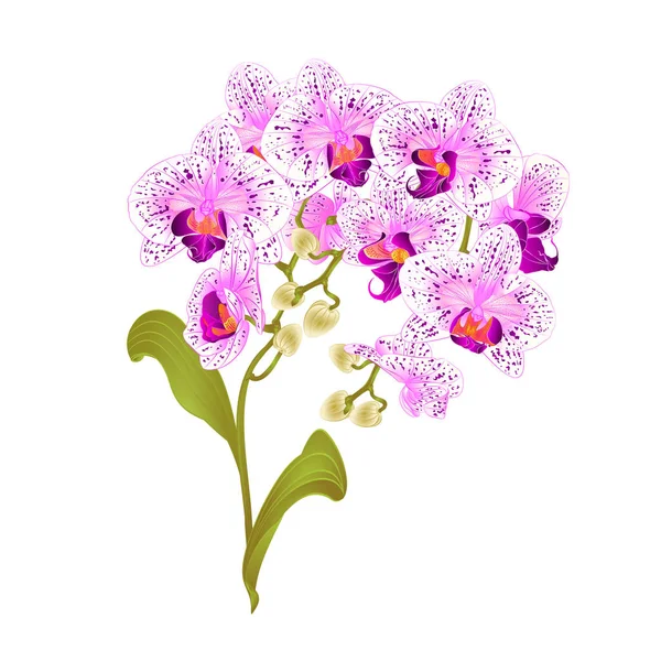 Ágak Orchidea Phalaenopsis Lila Fehér Virágok Zöld Trópusi Növények Szárát — Stock Vector