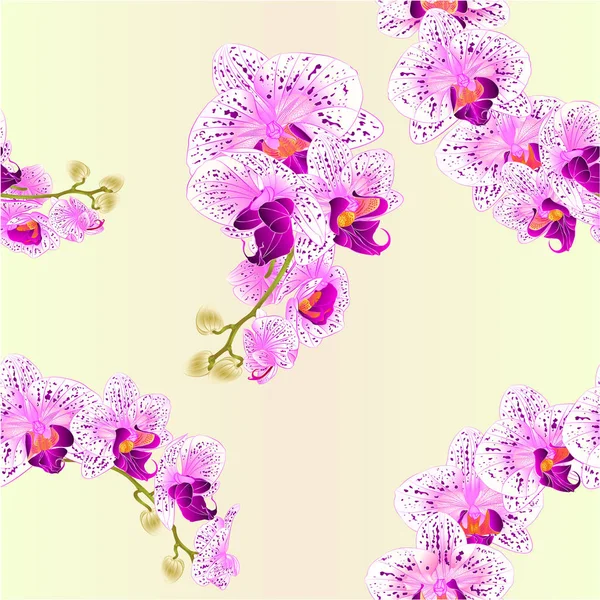 Orquídea Textura Sem Costura Phalaenopsis Flores Roxas Brancas Plantas Tropicais — Vetor de Stock