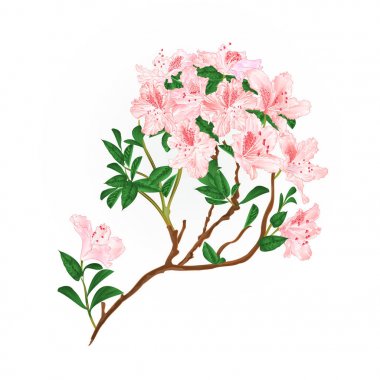 Hafif pembe ormangülü şube dağ çalı vintage vektör çizim düzenlenebilir el çizmek