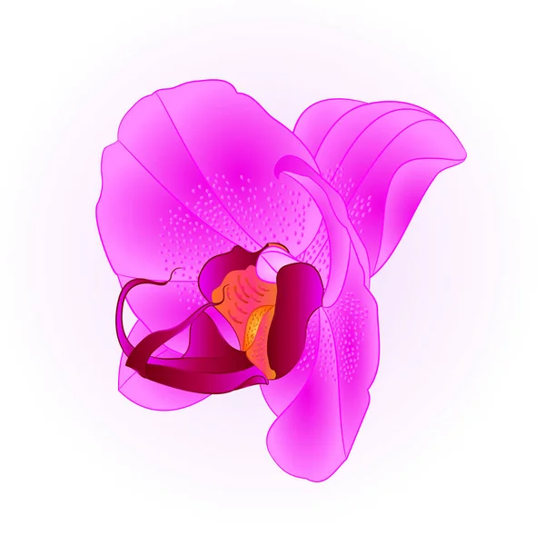紫色の美しい蘭コチョウランの花クローズ アップ分離された編集可能な手描ビンテージ ベクトル図 — ストックベクタ