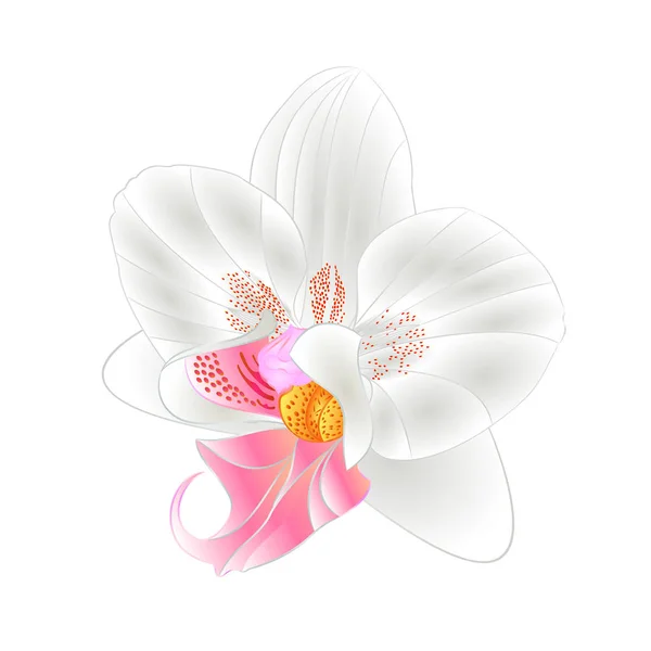 Orchidée Phalaenopsis Gros Plan Blanc Belle Fleur Isolé Vintage Vecteur — Image vectorielle