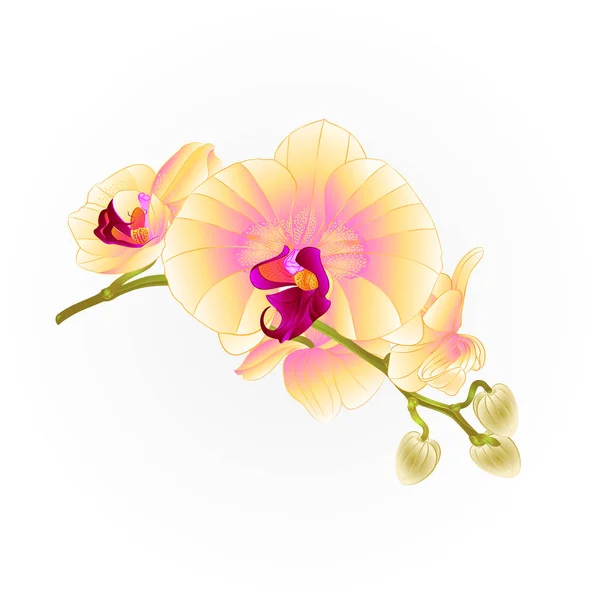 Stelo Orchidee Fiori Giallo Phalaenopsis Tropicale Pianta Vintage Vettore Botanico — Vettoriale Stock