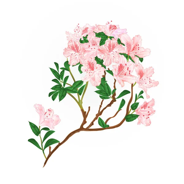 Rhododendron Rosa Claro Ramo Montês Arbusto Vintage Vetor Ilustração Editável —  Vetores de Stock