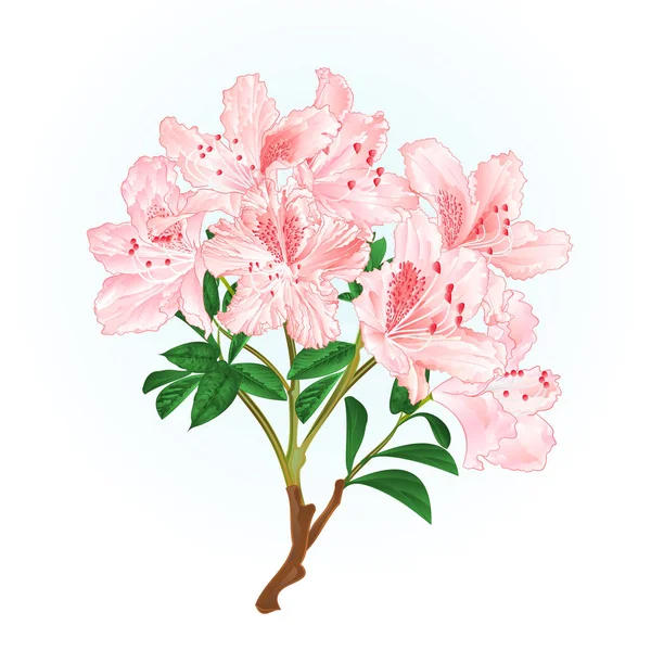 Rama Rododendro Rosa Claro Arbusto Montaña Vintage Vector Ilustración Editable — Vector de stock