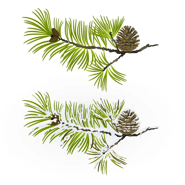 松树枝和松树圆锥秋季和冬季白雪皑皑的复古自然背景矢量插图可编辑手画 — 图库矢量图片