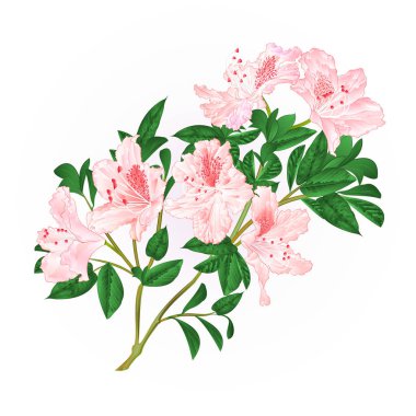 Şube hafif pembe çiçekler ormangülü dağ çalı vintage vektör çizim