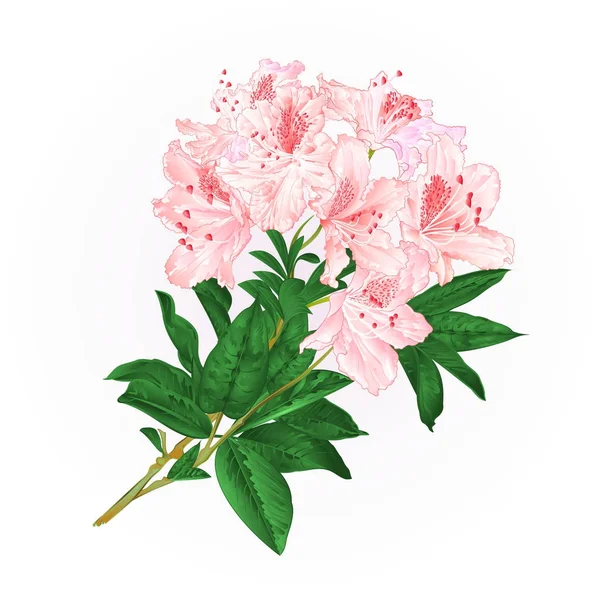 Rhododendron Rosa Claro Galho Com Flores Folhas Montanha Arbusto Vintage — Vetor de Stock