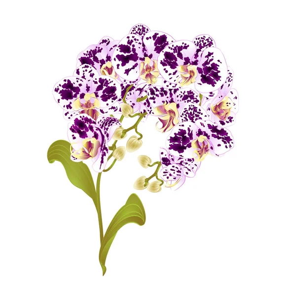 Dal orkide Phalaenopsis benekli mor ve beyaz çiçekler tropikal bitkiler yeşil kök ve tomurcukları ve Botanik vintage vektör çizim düzenlenebilir el çekmek için yaprakları 