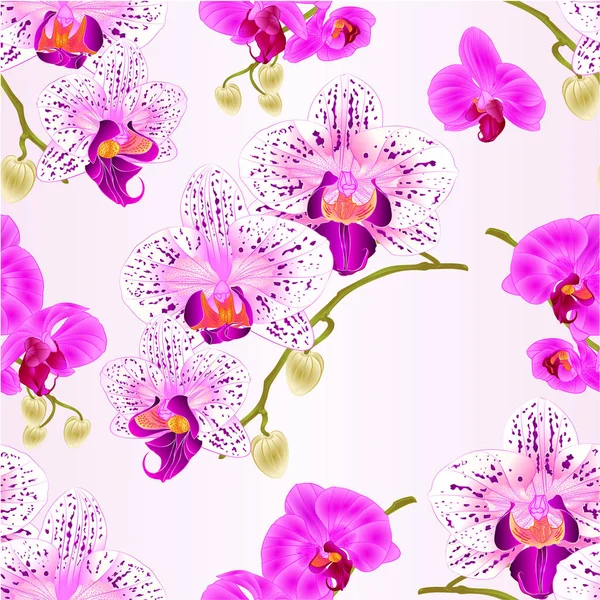 Varrat Nélküli Textúra Orchidea Lila Lila Virágok Fehér Phalaenopsis Szár — Stock Vector