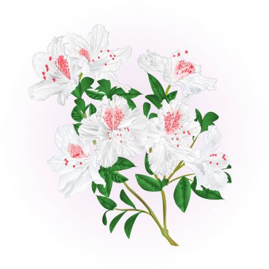 Beyaz ormangülü dal çiçek ve yaprakları dağ çalı vintage vektör çizim düzenlenebilir el berabere