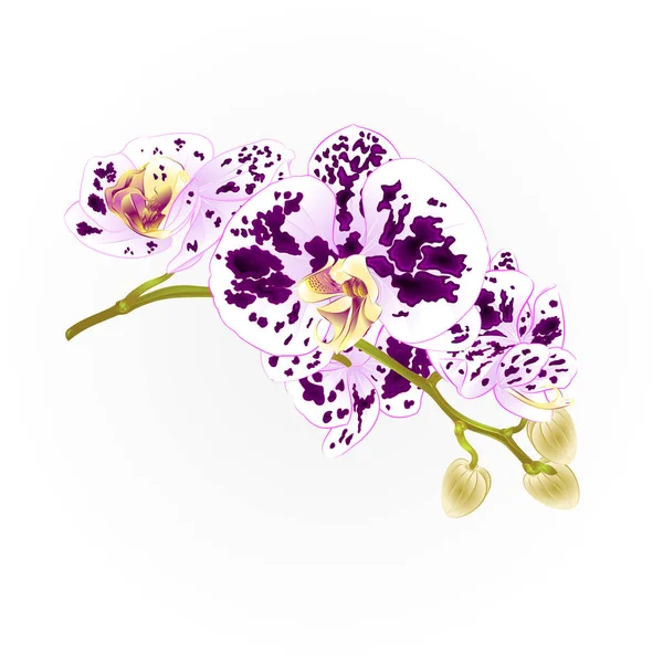 Flores Orquídeas Tronco Manchadas Roxo Branco Phalaenopsis Planta Tropical Vetor — Vetor de Stock