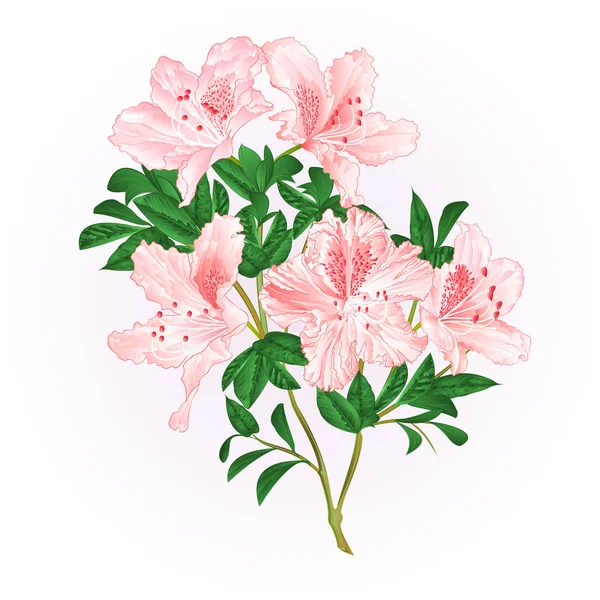 Flores Color Rosa Claro Rhododendron Ramita Con Hojas Arbusto Montaña — Archivo Imágenes Vectoriales