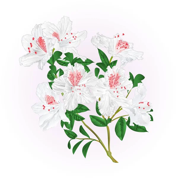 Weißer Rhododendron Zweig Mit Blüten Und Blättern Gebirgsstrauch Vektor Illustration — Stockvektor