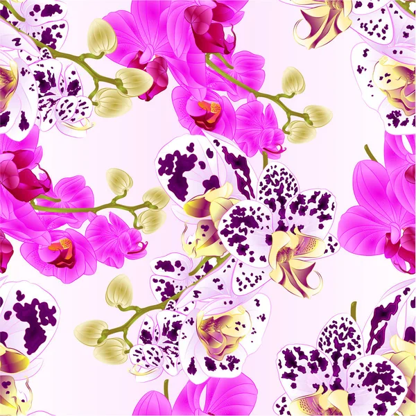 无缝纹理茎花和芽美丽的兰花紫色和斑点蝴蝶兰特写复古矢量可编辑插图手绘 — 图库矢量图片