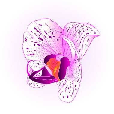 Orkide Phalaenopsis closeup mor ve beyaz güzel düzenlenebilir el çizmek yalıtılmış bağbozumu vektör çizim çiçek
