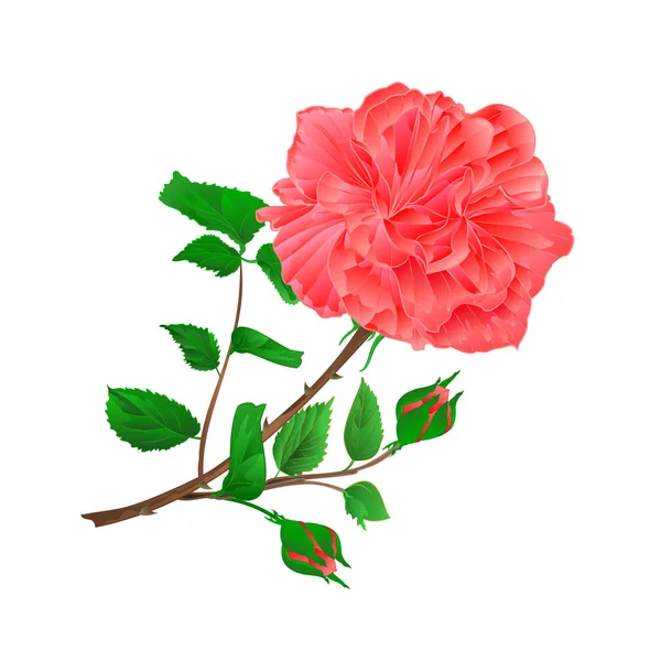 Rose Und Knospen Rosa Zweig Mit Blättern Auf Weißem Hintergrund — Stockvektor