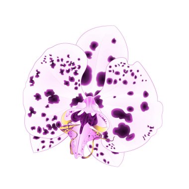 Nokta Phalaenopsis closeup mor ve beyaz orkide güzel çiçek düzenlenebilir el çizmek vintage vektör illüstrasyon izole