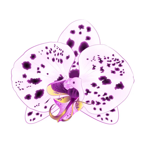 Fleur Pois Violet Blanc Orchidée Phalaenopsis Gros Plan Sur Fond — Image vectorielle