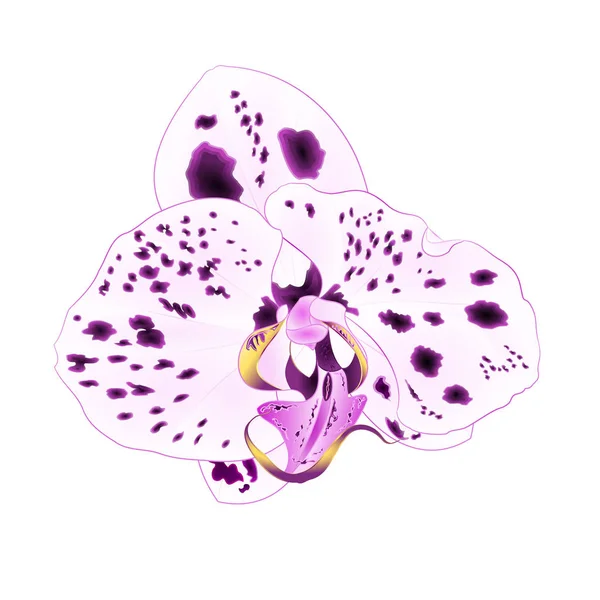 Mooie Puntjes Paarse Witte Orchidee Bloem Close Geïsoleerd Een Witte — Stockvector