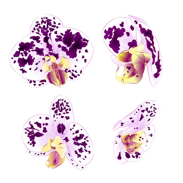 紫白色斑点兰花蝴蝶兰美丽的花朵设置三复古白色背景矢量插画特写隔离可编辑手画 — 图库矢量图片