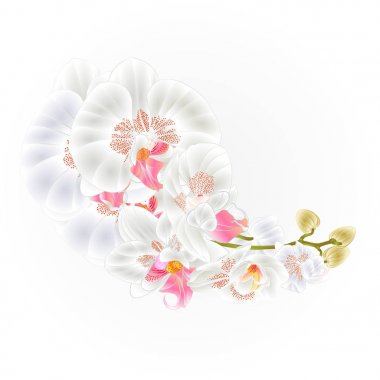 Orkide beyaz çiçekler Phalaenopsis tropikal bitki vintage vektör botanik çizim tasarım el çizmek için kök 