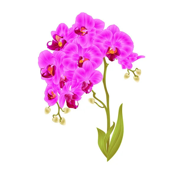 Rami Orchidea Phalaenopsis Viola Fiori Foglie Piante Tropicali Gambo Gemme — Vettoriale Stock