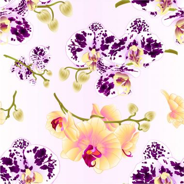 Sarı ve benekli sorunsuz doku orkide Phalaenopsis çiçeklerle kaynaklanıyor ve tomurcukları closeup vintage vektör düzenlenebilir illüstrasyon el çizmek