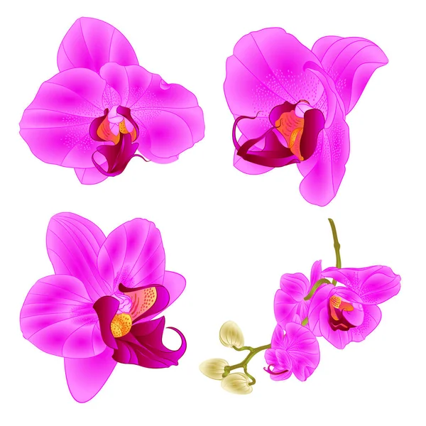 蝴蝶兰特写紫色美丽的花朵隔离设置三在一个白色背景老式矢量插画可编辑手画 — 图库矢量图片