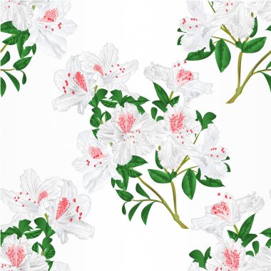 Seamless texture white rhododendron twig with flowers and leaves mountain shrub vintage  vector illustration editable hand draw clipart