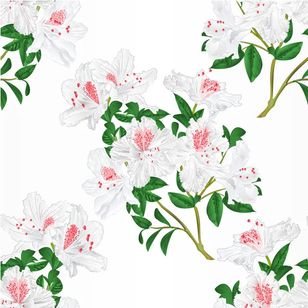 Seamless Textura Branco Rododendro Galho Com Flores Folhas Montanha Arbusto —  Vetores de Stock