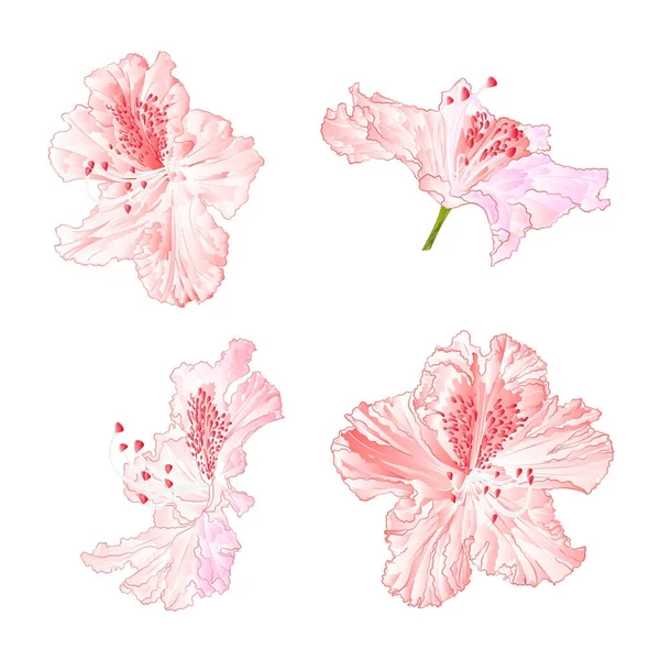 Blossoms Rododendros Rosa Claro Conjunto Primero Fondo Blanco Vintage Vector — Archivo Imágenes Vectoriales