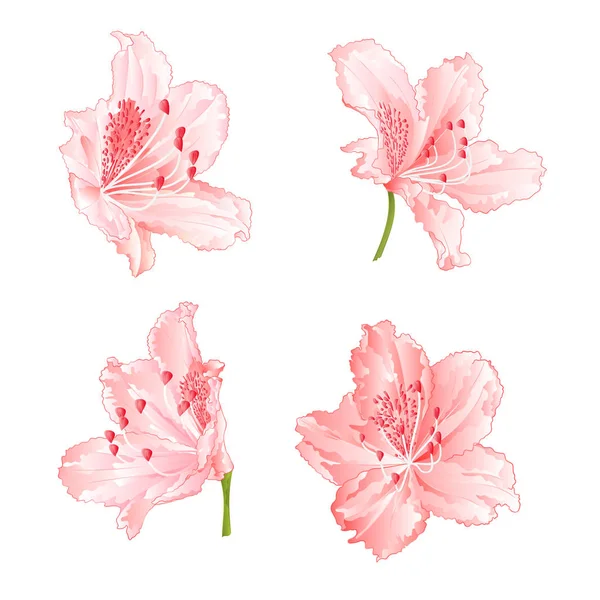 De Rododendros Stock Vectors Royalty Free De Rododendros Illustrations ページ 2 Depositphotos De Rododendros Stock Vectors Royalty Free De Rododendros Illustrations ページ 2 Depositphotos