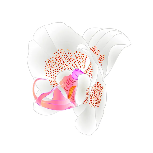 蘭胡蝶蘭クローズ アップ ホワイト ホワイト バック グラウンド ビンテージ ベクトル図の編集可能な手に分離された美しい花を描く — ストックベクタ