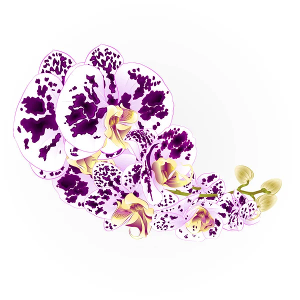 Orchidées Tige Tachetées Fleurs Pourpres Blanches Phalaenopsis Plante Tropicale Vecteur — Image vectorielle