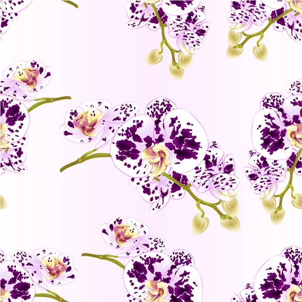 Textura Sin Costura Tallo Orquídeas Flores Manchado Púrpura Blanco Phalaenopsis — Vector de stock