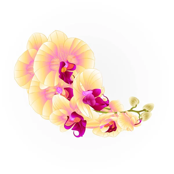 Orchidées Tiges Fleurs Jaunes Phalaenopsis Plante Tropicale Vecteur Vintage Illustration — Image vectorielle