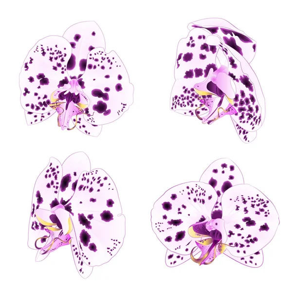 Orchidées Phalaenopsis Pois Violet Blanc Gros Plan Belle Fleur Isolée — Image vectorielle