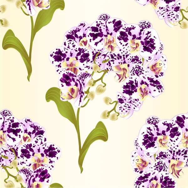 Varrat Nélküli Textúra Ágak Orchidea Phalaenopsis Lila Fehér Virágok Trópusi — Stock Vector